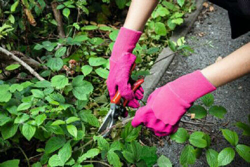 Ladies Heavy Duty Latex Gardening Gloves Pink. Small to Large snug fit